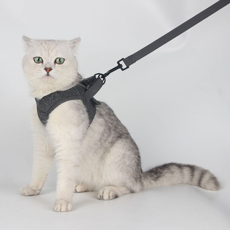 kitten harness